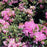 Rhododendron, Roseum Elegans Rhododendron