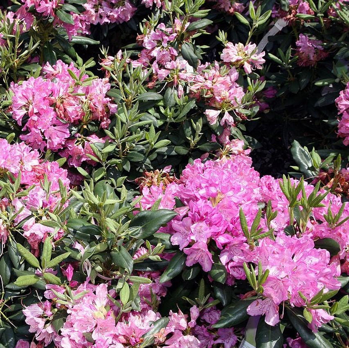 Rhododendron, Roseum Elegans Rhododendron