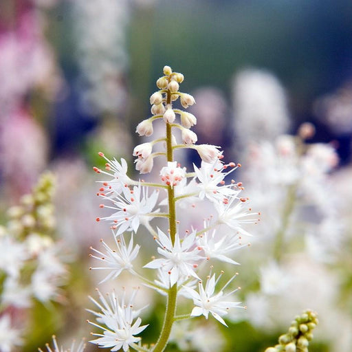 Foamflower, Running Tapestry Foam Flower