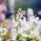 Foamflower, Running Tapestry Foam Flower