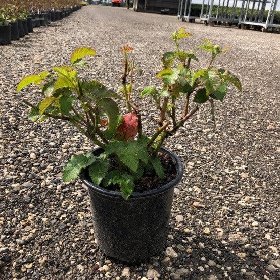 Blackberry, Prime-Ark Freedom Thornless Blackberry, 2 gal (10-15 in)