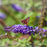 Butterfly Bush, Nanho Blue Butterfly Bush