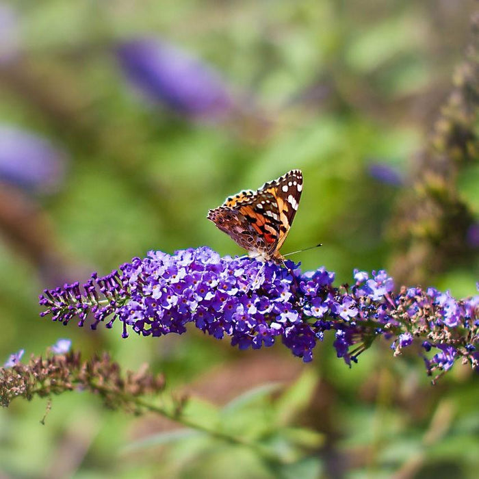 Butterfly Bush, Nanho Blue Butterfly Bush