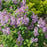Lilac, Scentara® Pura Lilac