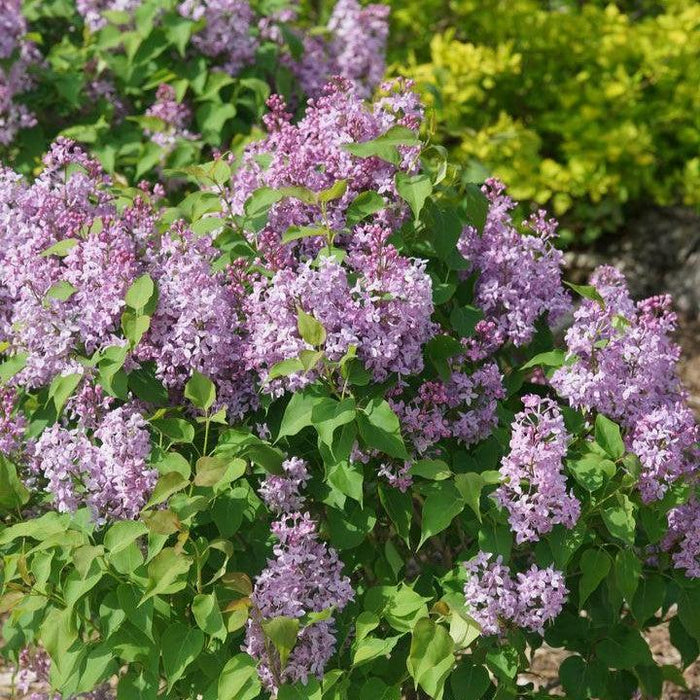 Lilac, Scentara® Pura Lilac