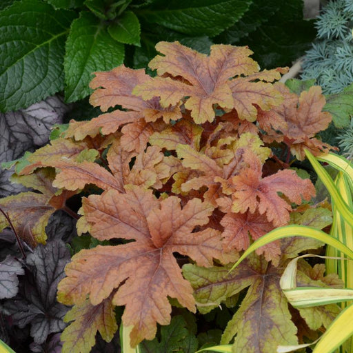 Coral Bells, PW® Fun and Games® Hopscotch Coral Bells