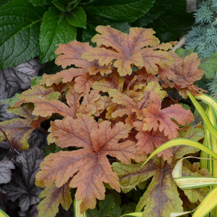 Coral Bells, PW® Fun and Games® Hopscotch Coral Bells
