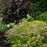 Spirea, Double Play® Big Bang Spirea
