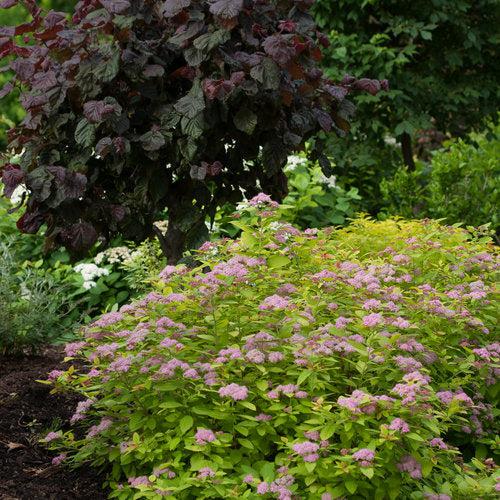 Spirea, Double Play® Big Bang Spirea