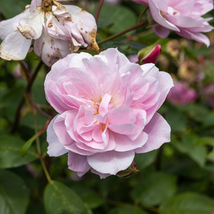 Rose, Mary Delany® Climbing Rose