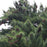 Pine, White Pine