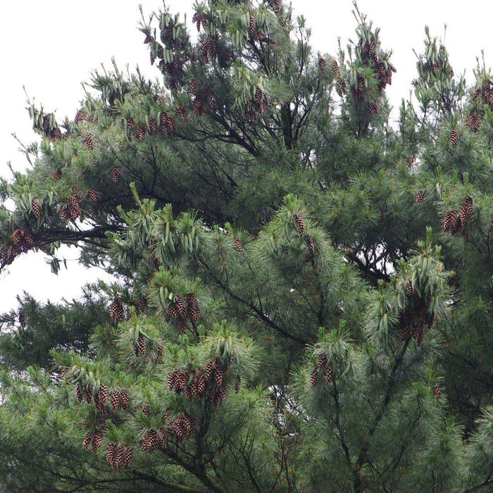 Pine, White Pine
