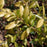 Boxwood, Tide Hill Boxwood