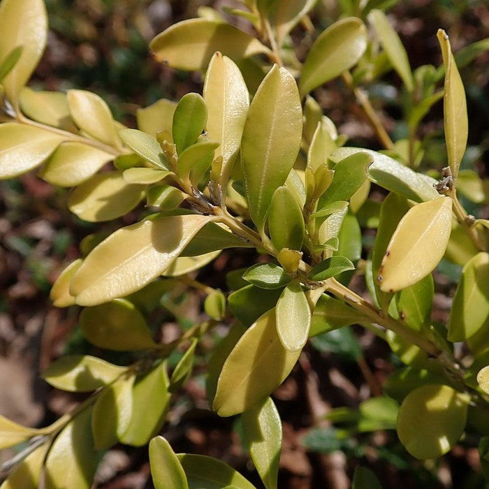 Boxwood, Tide Hill Boxwood