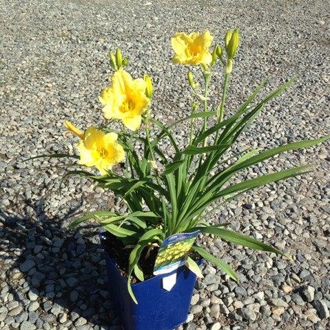 Daylily, Happy Returns Daylily