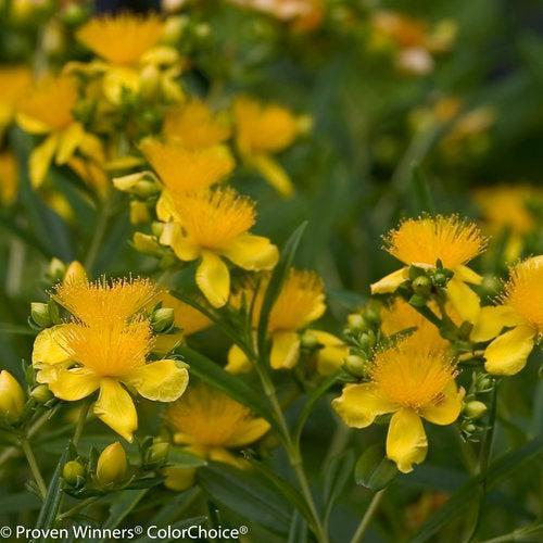 St. John's Wort, Sunny Boulevard® St. John's Wort