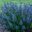 Bluebeard, Beyond Midnight® Bluebeard