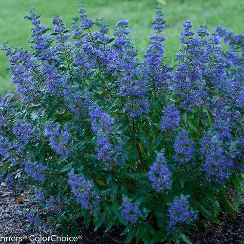 Bluebeard, Beyond Midnight® Bluebeard