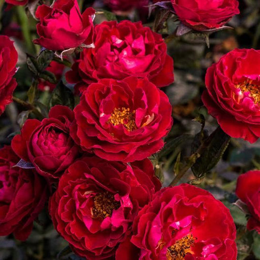 Rose, Cherrytini Rose