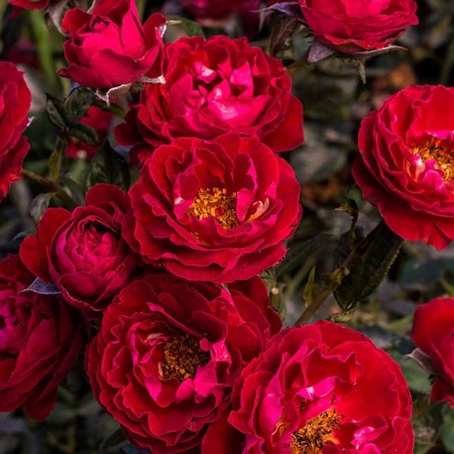 Rose, Cherrytini Rose
