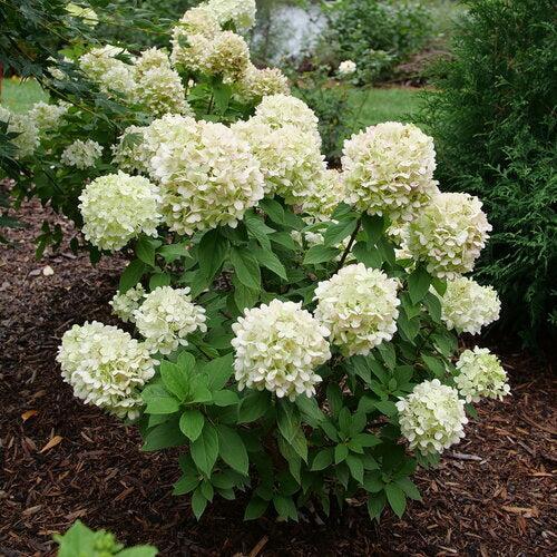 Hydrangea, PW® Powerball™ Hydrangea