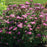 Spirea, Empire® Ice Dragon™ Spirea