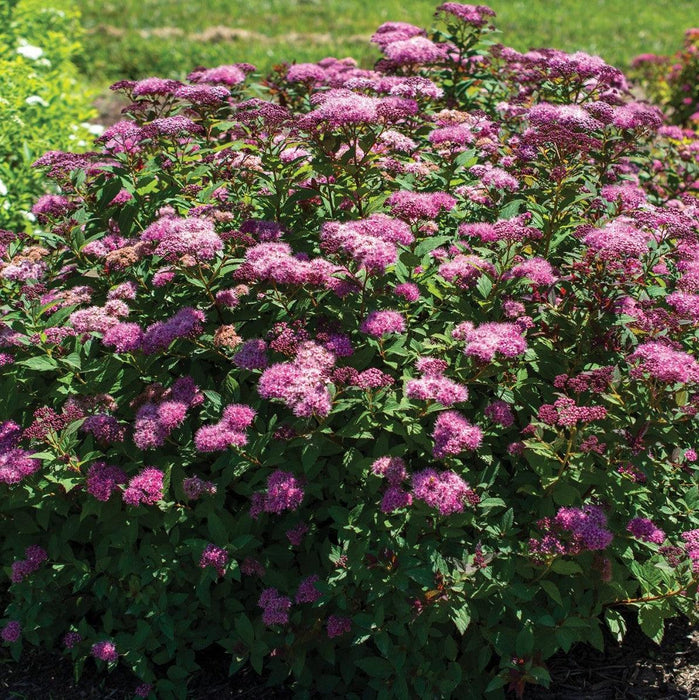 Spirea, Empire® Ice Dragon™ Spirea