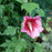 Hibiscus, Red Pillar® Rose of Sharon
