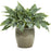 Hosta, PW® Shadowland® 'Waterslide' Hosta