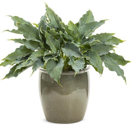 Hosta, PW® Shadowland® 'Waterslide' Hosta