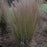 Grass, Blue Paradise Little Bluestem