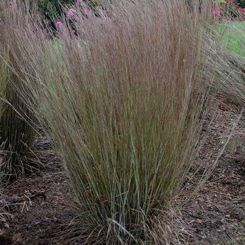 Grass, Blue Paradise Little Bluestem