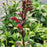 Cardinal Flower, Starship™ Scarlet Cardinal Flower