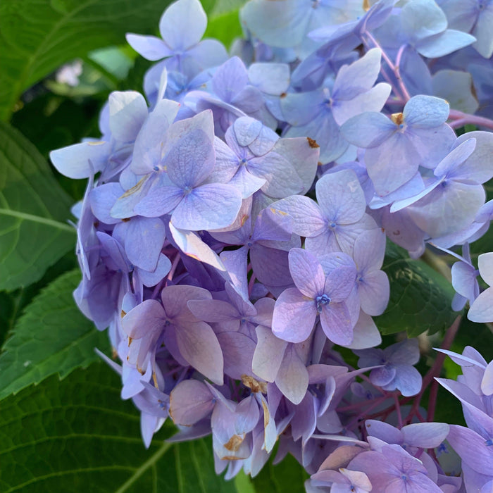 Hydrangea, Endless Summer® The Original Macrophylla Hydrangea