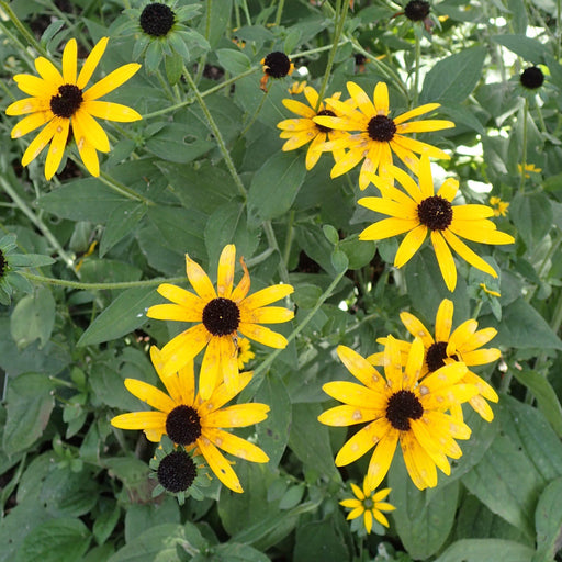 Black Eyed Susan, Deam's Black-Eyed Susan