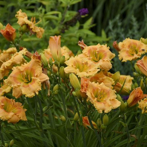 Daylily, Rainbow Rhythm® Orange Smoothie Daylily
