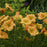 Daylily, Rainbow Rhythm® Orange Smoothie Daylily