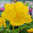 Stylophorum diphyllum  - Celandine Poppy