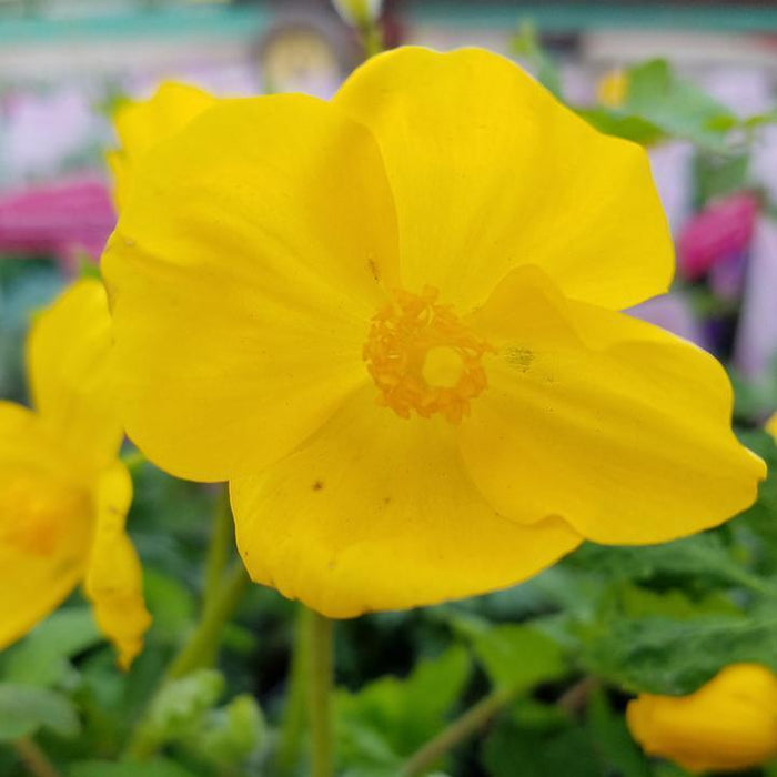 Stylophorum diphyllum  - Celandine Poppy