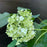 Hydrangea, Annabelle Mophead Hydrangea