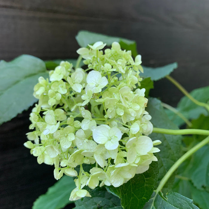 Hydrangea, Annabelle Mophead Hydrangea