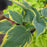 Hosta, First Frost Hosta