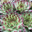 Sempervivum, Chick Charms® Mint Marvel Hens and Chicks
