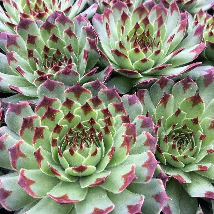 Sempervivum, Chick Charms® Mint Marvel Hens and Chicks