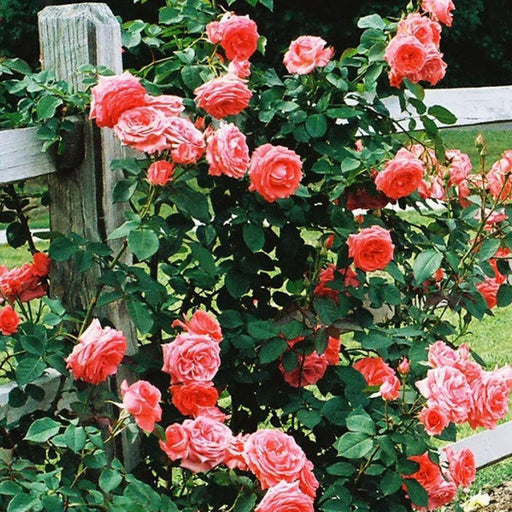 ROSA AMERICA- CL