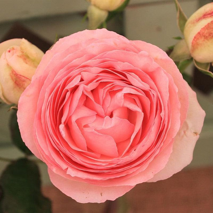 Rose, Eden® Climber Climbing Rose