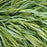 Grass, Golden Japanese Forest Grass, Hakone Grass