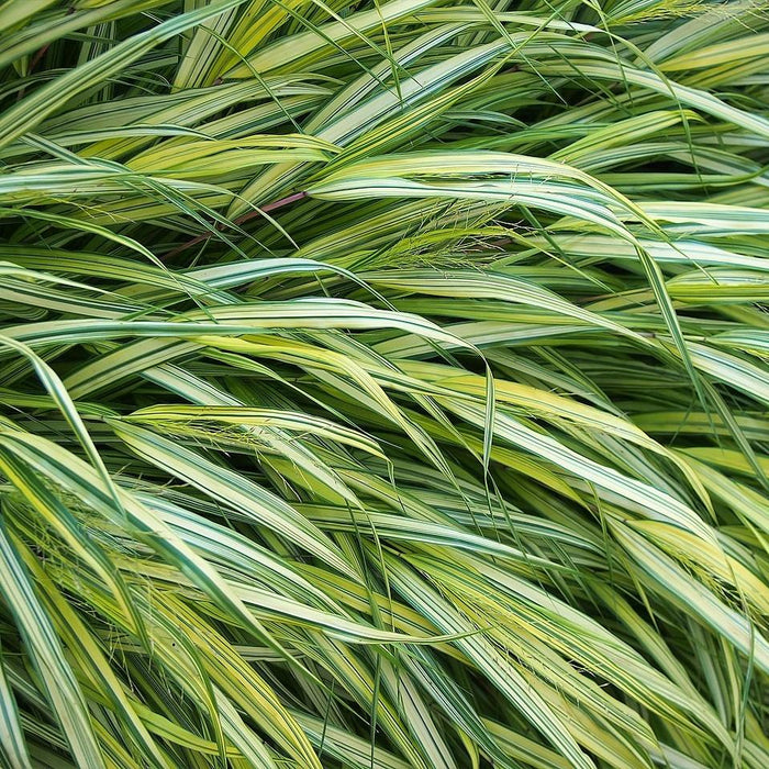 Grass, Golden Japanese Forest Grass, Hakone Grass