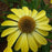 Coneflower, Sombrero® Summer Solstice Coneflower
