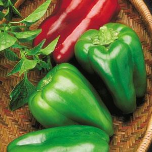 Pepper, Big Bertha Bell Pepper